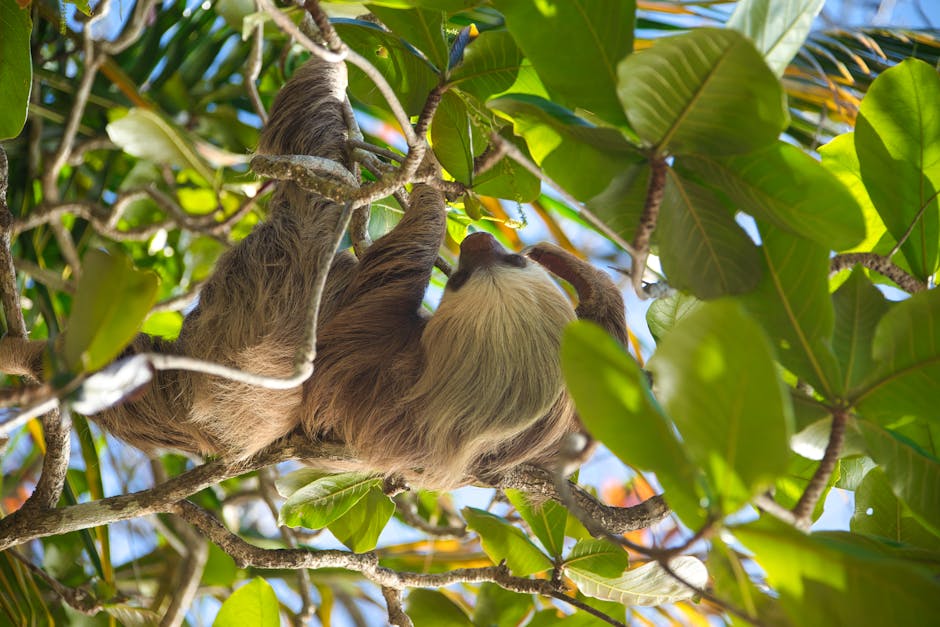 Selva costarricense — cobertura de red 4G