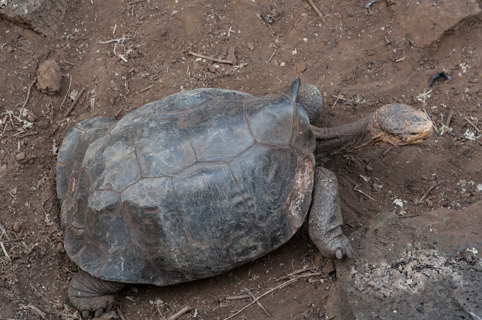 Tortuga gigante Galápagos Ecuador — la mejor eSIM para tu ruta
