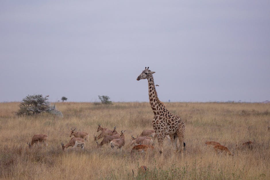 Safari en el Serengueti Tanzania — la mejor eSIM para tu itinerario