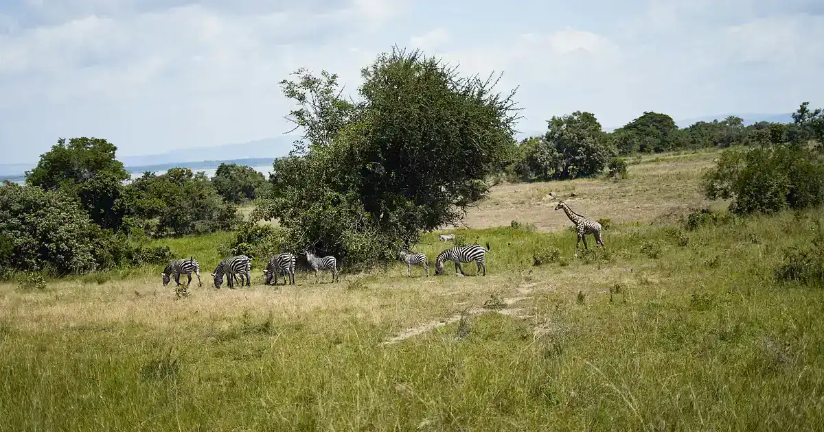 Comparativa eSIM Tanzania